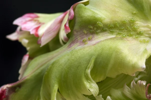 Pulgones verdes y tulipán —  Fotos de Stock