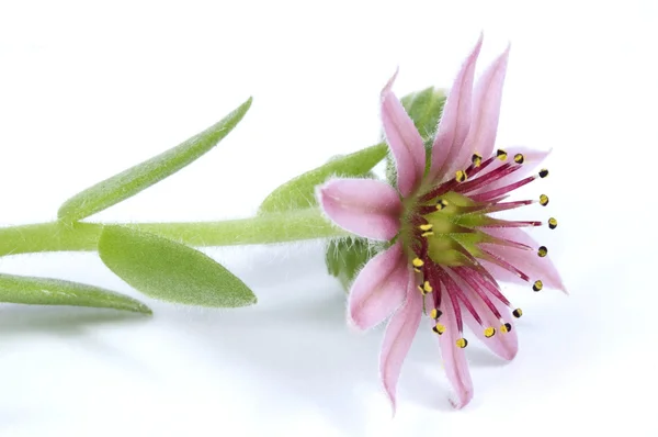 Růžový květ. sukulentní — Stock fotografie
