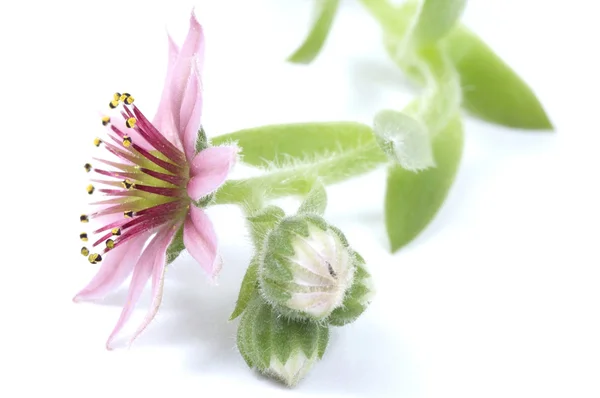 Pembe çiçek. etli — Stok fotoğraf