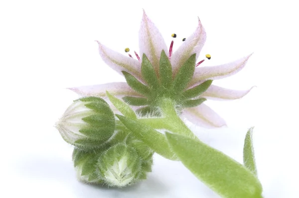 Pink flower. succulent — Stock Photo, Image