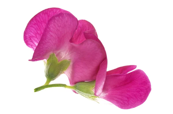 Бин. цветок — стоковое фото
