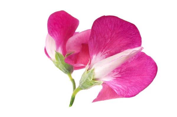 Bohne. Blume — Stockfoto
