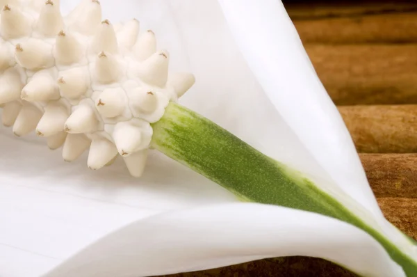 Bílá a zelená. květina — Stock fotografie