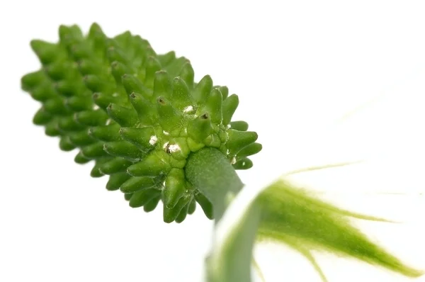 Wit en groen. bloem — Stockfoto