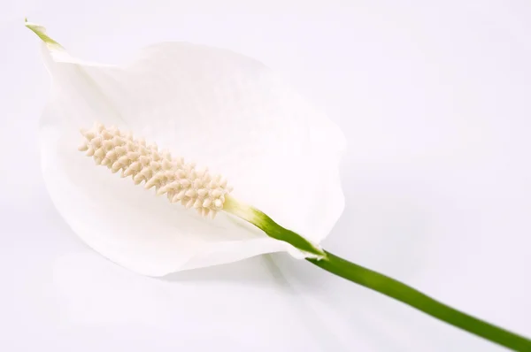Bílá a zelená. květina — Stock fotografie