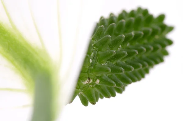 Białe i zielone. kwiat — Zdjęcie stockowe