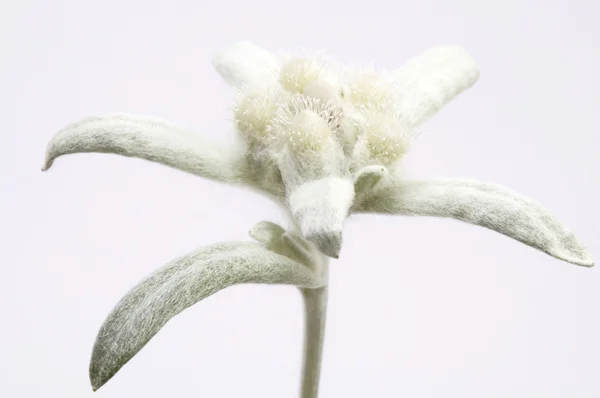 Edelweiss — Stock fotografie
