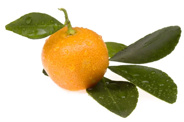 Mandarina, calamondina — Foto de Stock