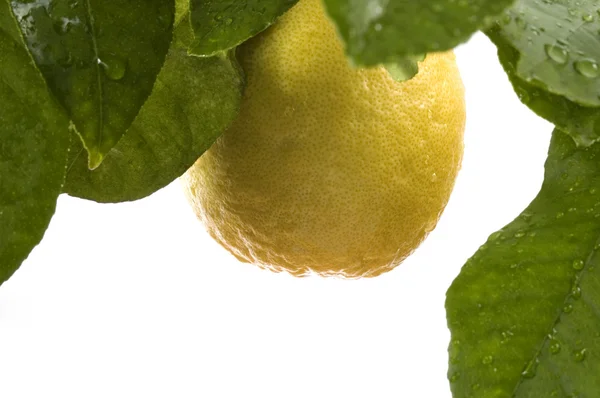 Limão com frutas e folhas — Fotografia de Stock