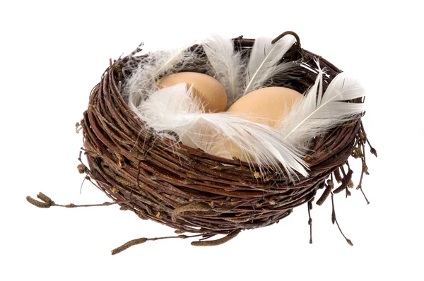 Nest with eggs and feathers — Stock Photo, Image
