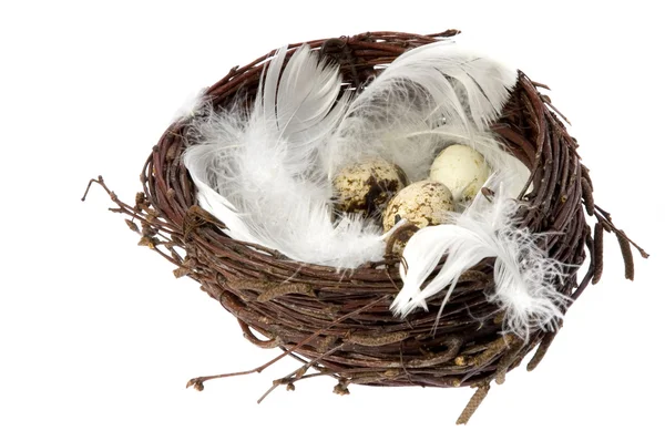 Nest met eieren en veren — Stockfoto