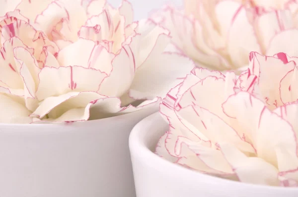 Krásné květiny a porcelán — Stock fotografie