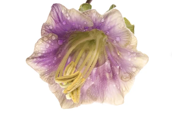 Fialový květ. kobea — Stock fotografie