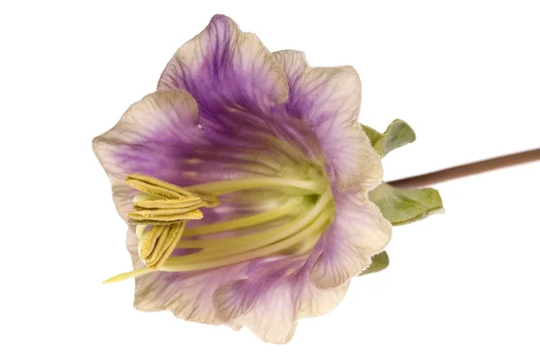 Fiore viola. kobea — Foto Stock