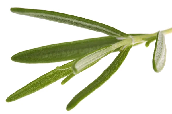 Herbs and spices. rosemary — Stock Photo, Image