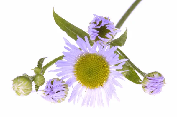 Fialový wildflower — Stock fotografie