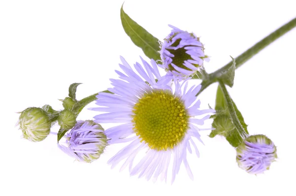 Mor kır çiçeği — Stok fotoğraf