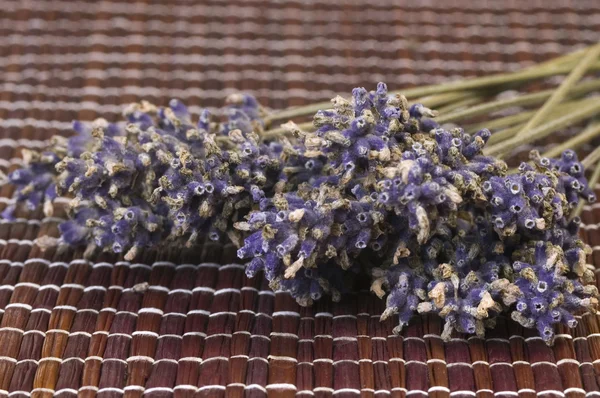 Lavendel gäng — Stockfoto