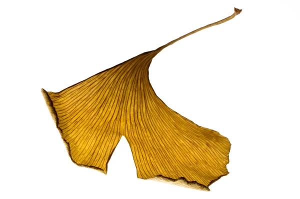 Ervas - folha de biloba de gingko seca — Fotografia de Stock