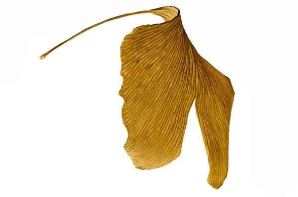 Травы - сушеные листья гингко билоба — стоковое фото