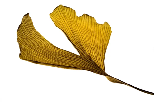 Herbs - dried gingko biloba leaf — Stock Photo, Image