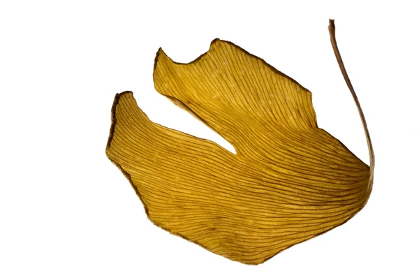 Herbs - dried gingko biloba leaf — Stock Photo, Image