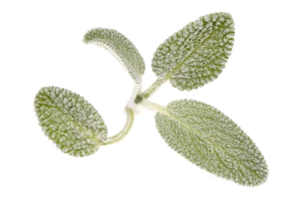 Sage leaves — Stock Photo, Image