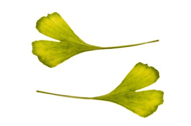 Ginkgo biloba. one leaf - two sides clipart