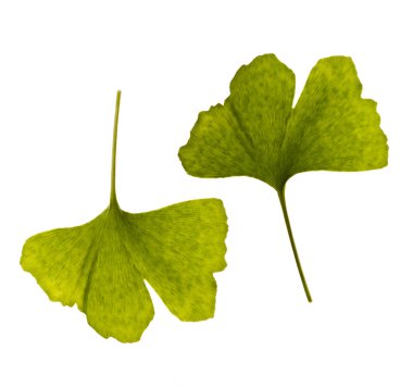 ginkgo biloba. bir yaprak - iki yüzü