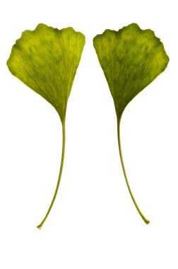 ginkgo biloba. bir yaprak - iki yüzü