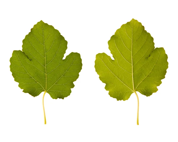 Fig. one leaf - two sides — Stock Photo, Image