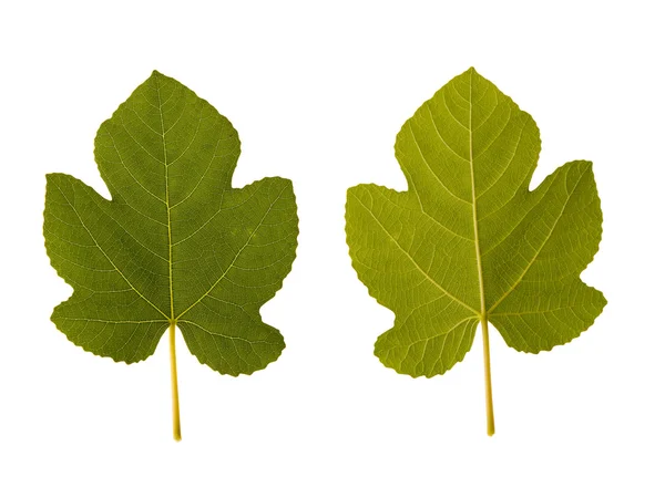 Fig. een leaf - twee kanten — Stockfoto