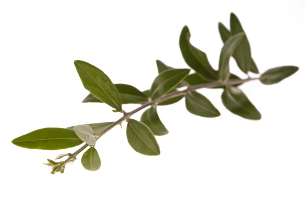 Olive branch — Stock Photo, Image