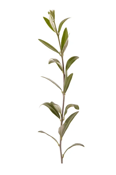 Stock image Olive branch