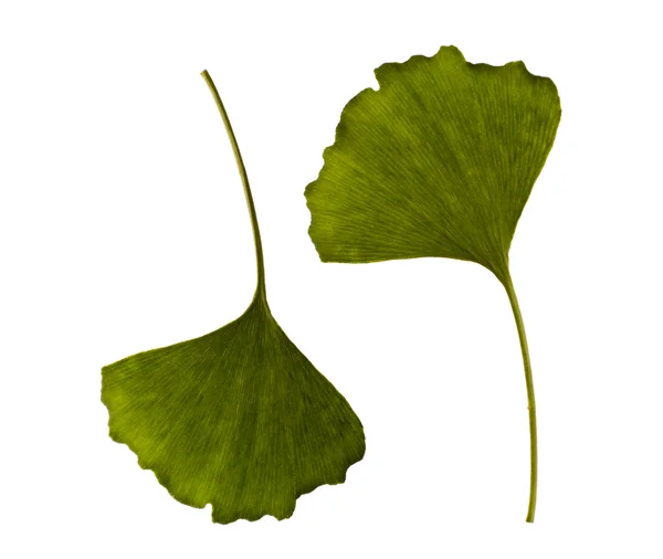 Ginkgo biloba. uma folha - dois lados — Fotografia de Stock