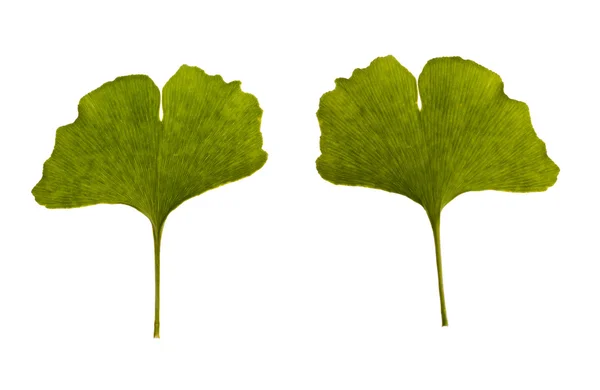 イチョウ葉。1 つの葉は-2 つの側面 — ストック写真