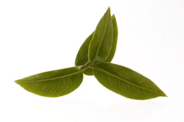 Свежие листья чая — стоковое фото