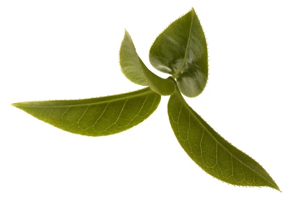 Herbaty świeżych liści — Zdjęcie stockowe