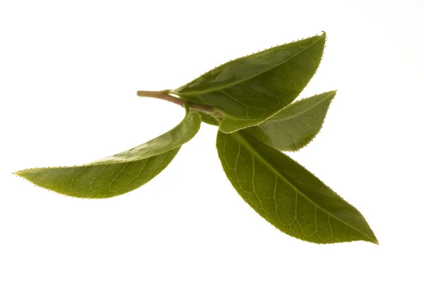 Свежие листья чая — стоковое фото