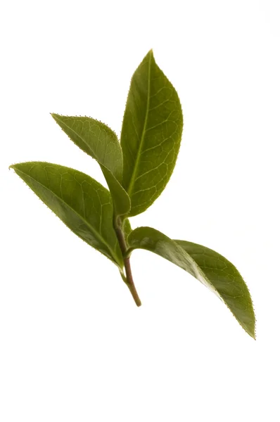 Folhas de chá fresco — Fotografia de Stock