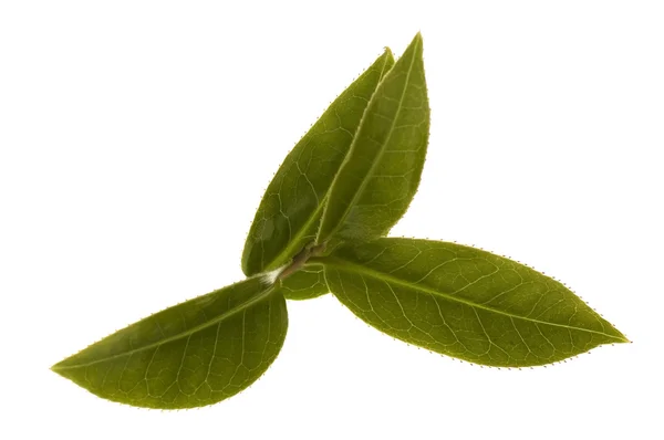 Frische Teeblätter — Stockfoto