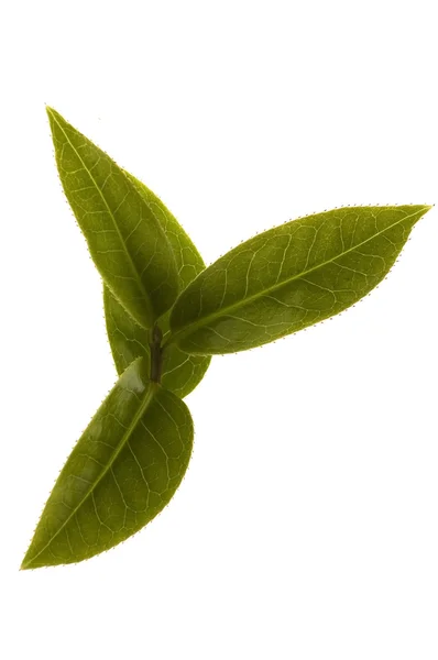 新鮮な茶葉 — ストック写真