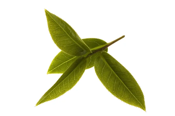 Folhas de chá fresco — Fotografia de Stock