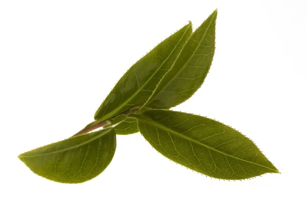 Herbaty świeżych liści — Zdjęcie stockowe