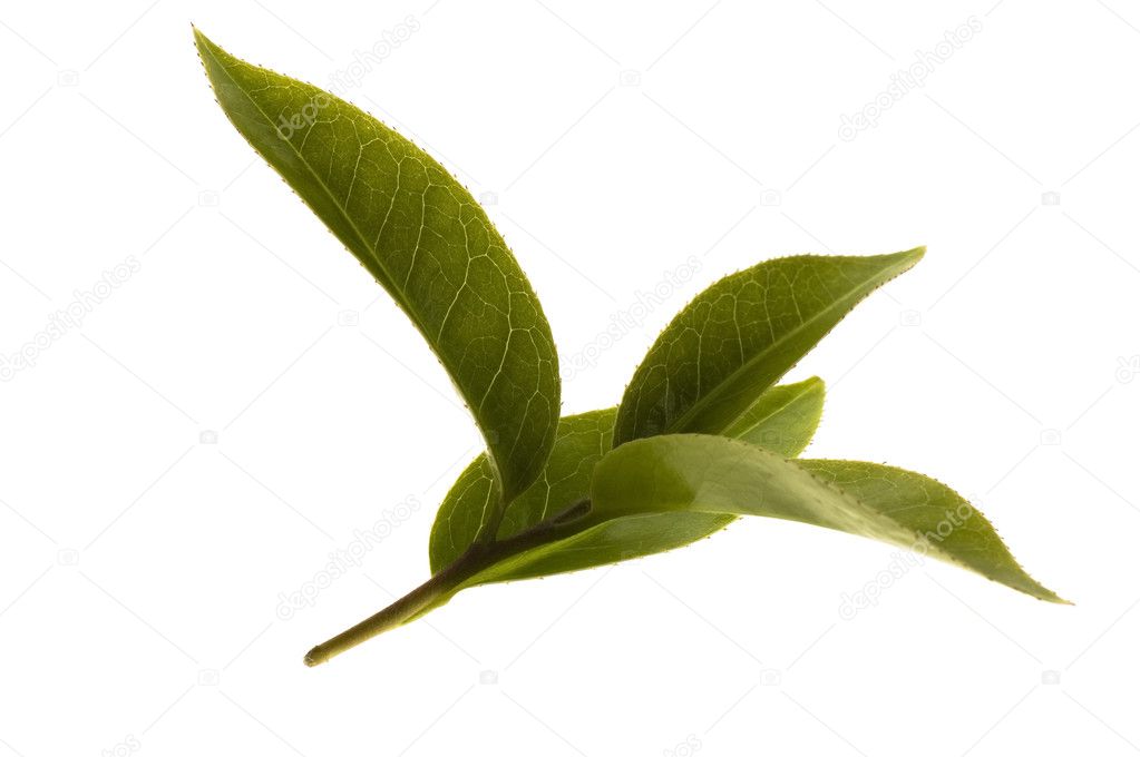 Fresh tea leaves