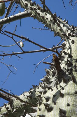 Ceiba tree - macro clipart