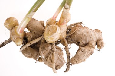 Fresh ginger root. plant clipart