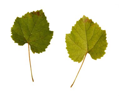 Wine. one leaf - two sides clipart