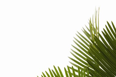 Palm leaves clipart