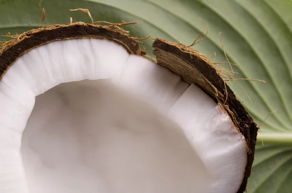 Aprire la noce di cocco e foglia verde. esotici — Foto Stock